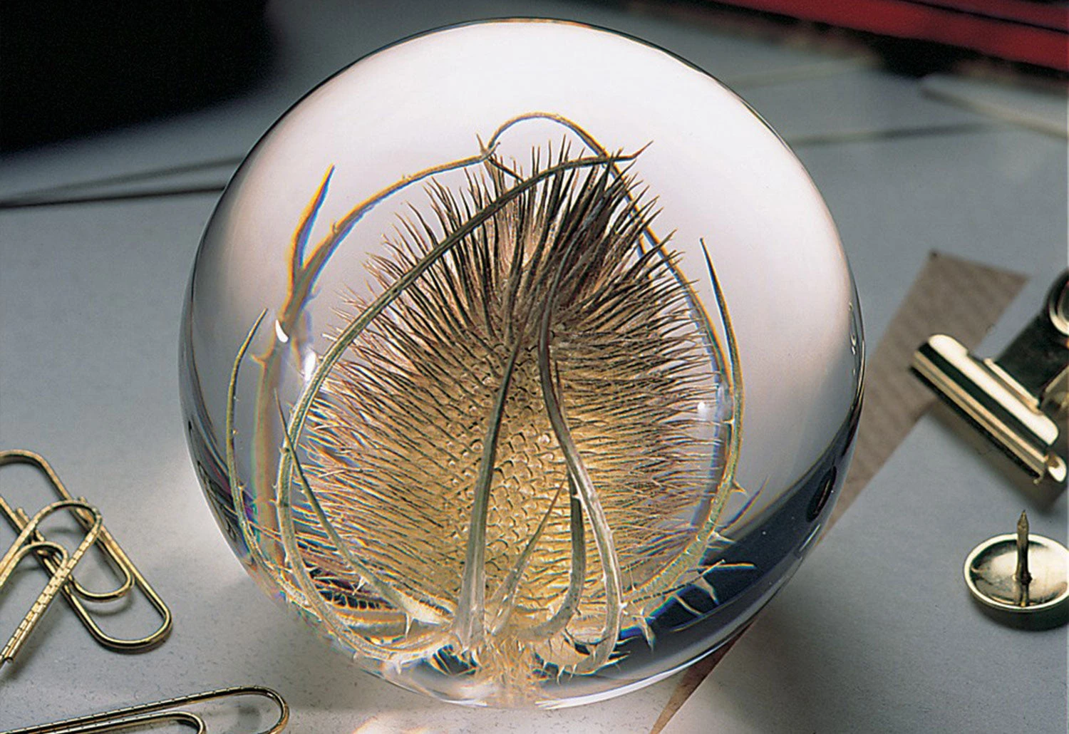 Teasel Paperweight 4 Teasel Paperweight - Image 2