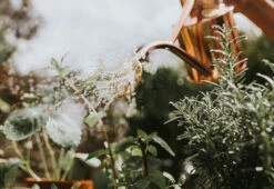 Rowley Ripple Copper Watering Can -Online Furniture Shop haws roqley ripple watering can copper 4