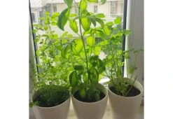 Italian Herb Kit -Online Furniture Shop italian herb kit 6