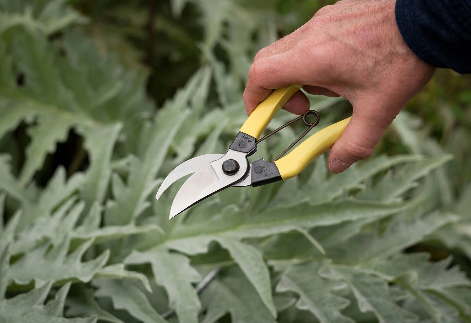 Mainichi Secateurs 4 Mainichi Secateurs - Image 2