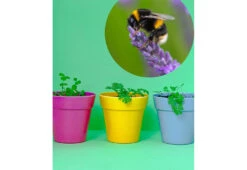 Project Maya Bee Box -Online Furniture Shop project maya wildlife bee box 4