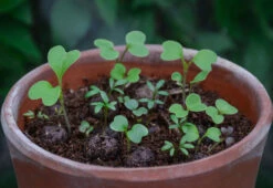 Project Maya Wildlife Seed Box -Online Furniture Shop project maya wildlife seed box 1