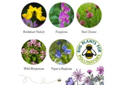 Project Maya Wildlife Seed Box -Online Furniture Shop project maya wildlife seed box bee