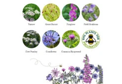 Project Maya Wildlife Seed Box -Online Furniture Shop project maya wildlife seed box beetle