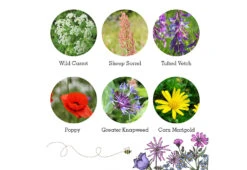 Project Maya Wildlife Seed Box -Online Furniture Shop project maya wildlife seed box bird