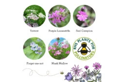 Project Maya Wildlife Seed Box -Online Furniture Shop project maya wildlife seed box butterfly