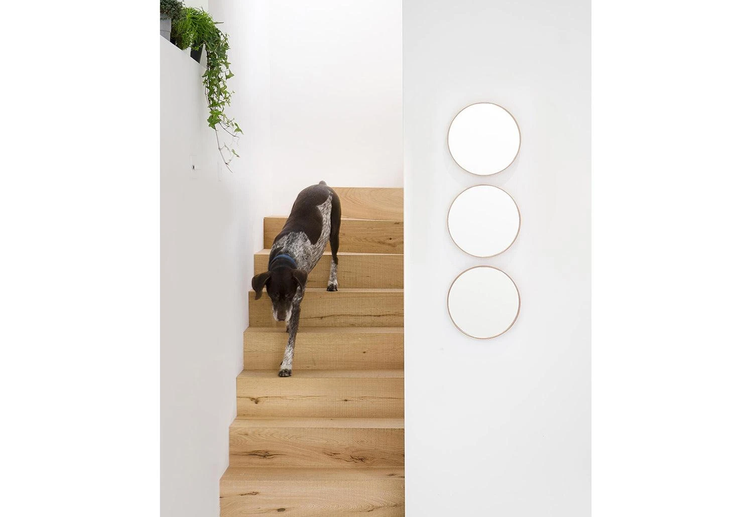 Glance Wall Mirror 7 Glance Wall Mirror - Image 5