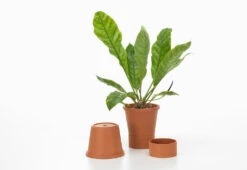 Vitra Terracotta Pots, 2023 -Online Furniture Shop vitra thelonious goupil terracotta pots 6